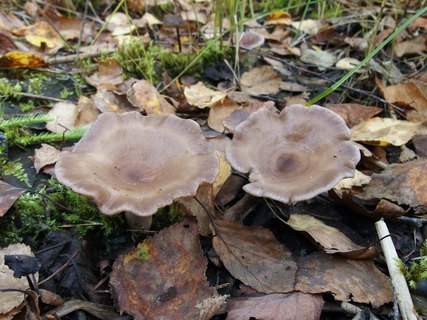 Lactarius mammosus