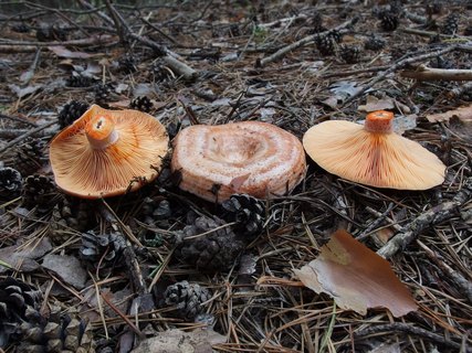 Lactarius deliciosus