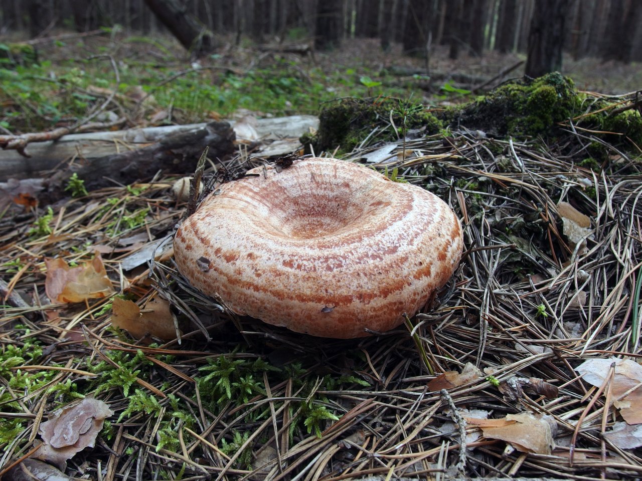 Lactarius deliciosus