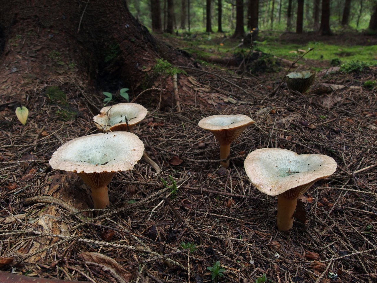 Lactarius deterrimus