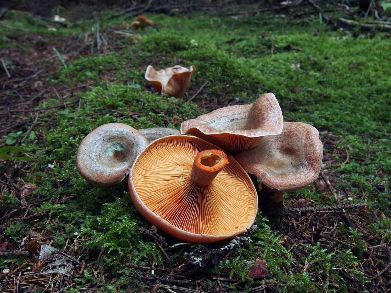 Lactarius deterrimus