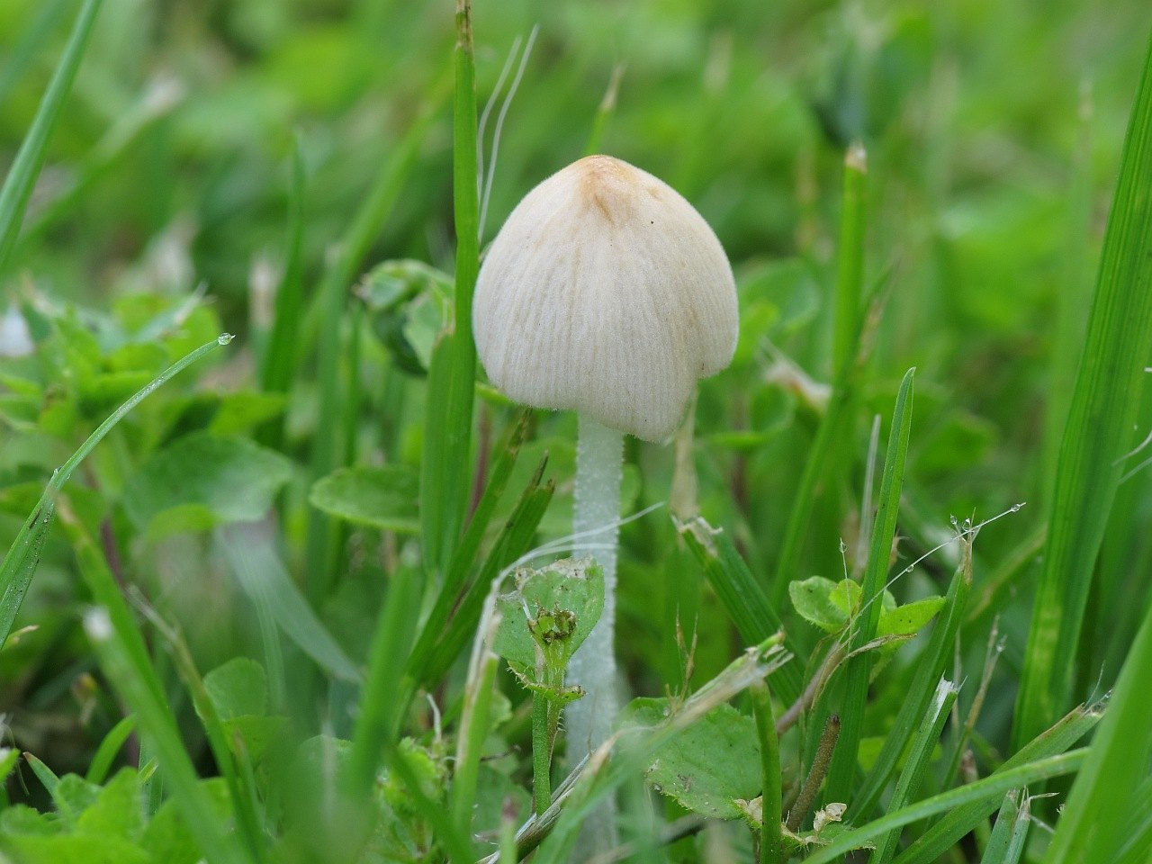 Conocybe