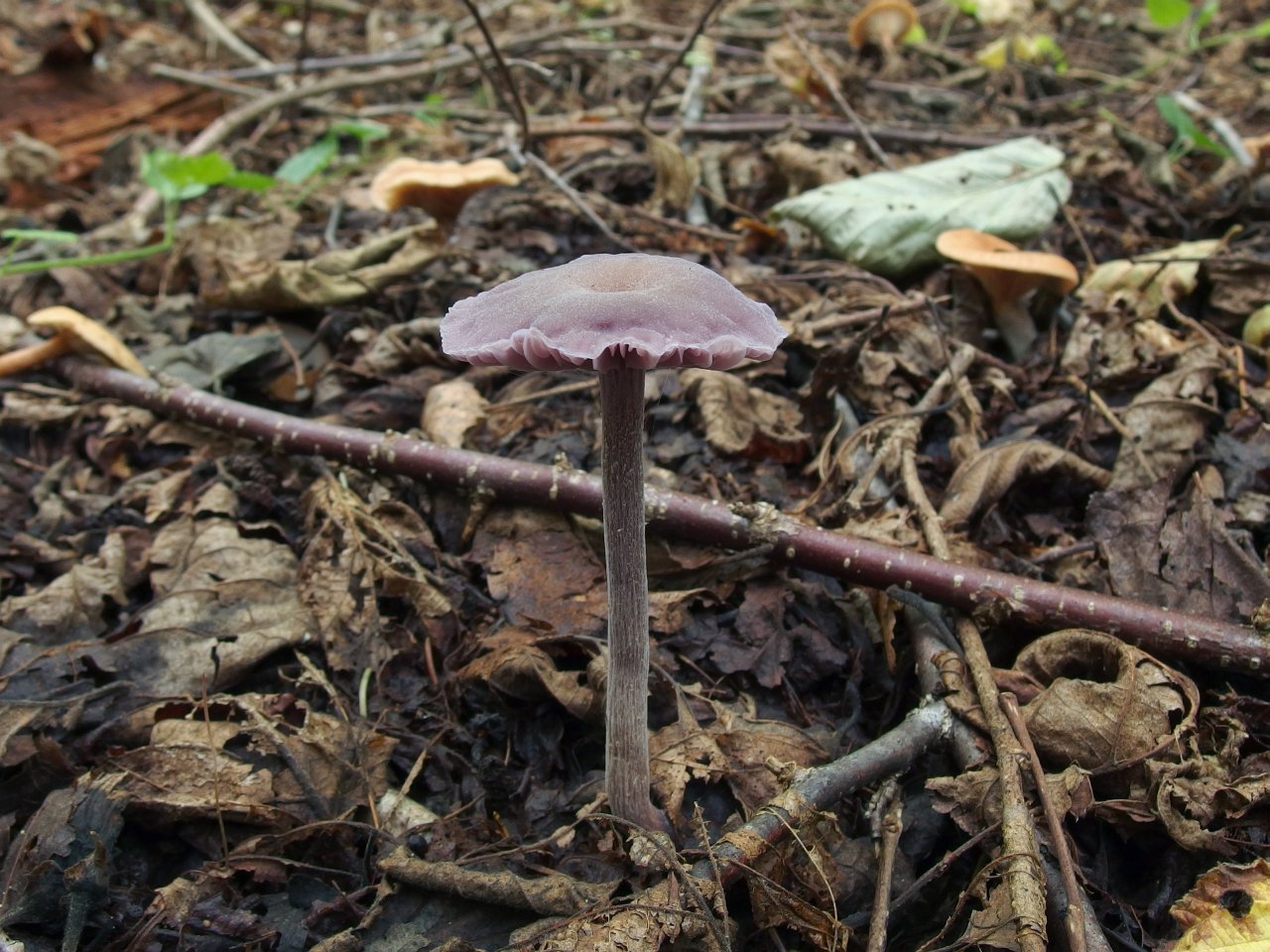 Laccaria amethystina