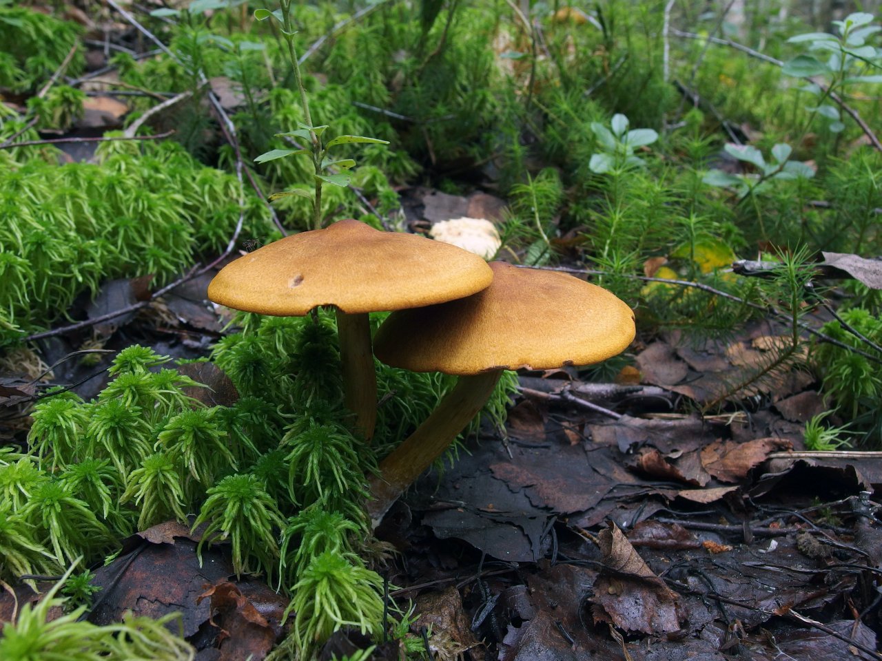 Cortinarius semisanguineus