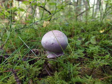 Cortinarius traganus