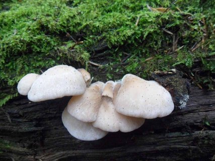 Lentinellus vulpinus