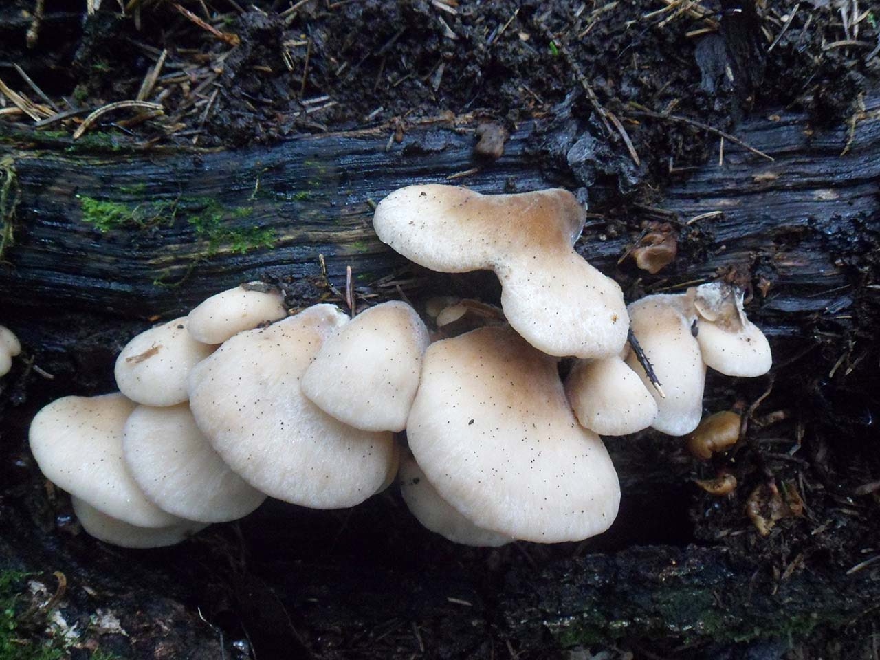 Lentinellus vulpinus