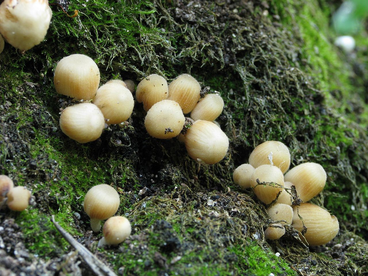 Coprinellus disseminatus
