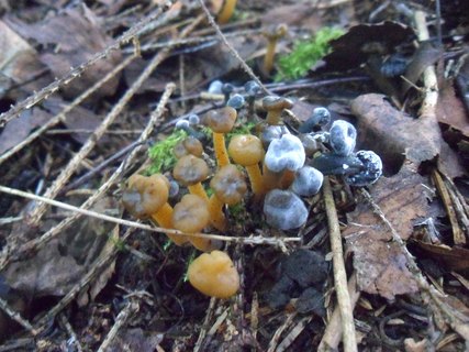 Leotia lubrica