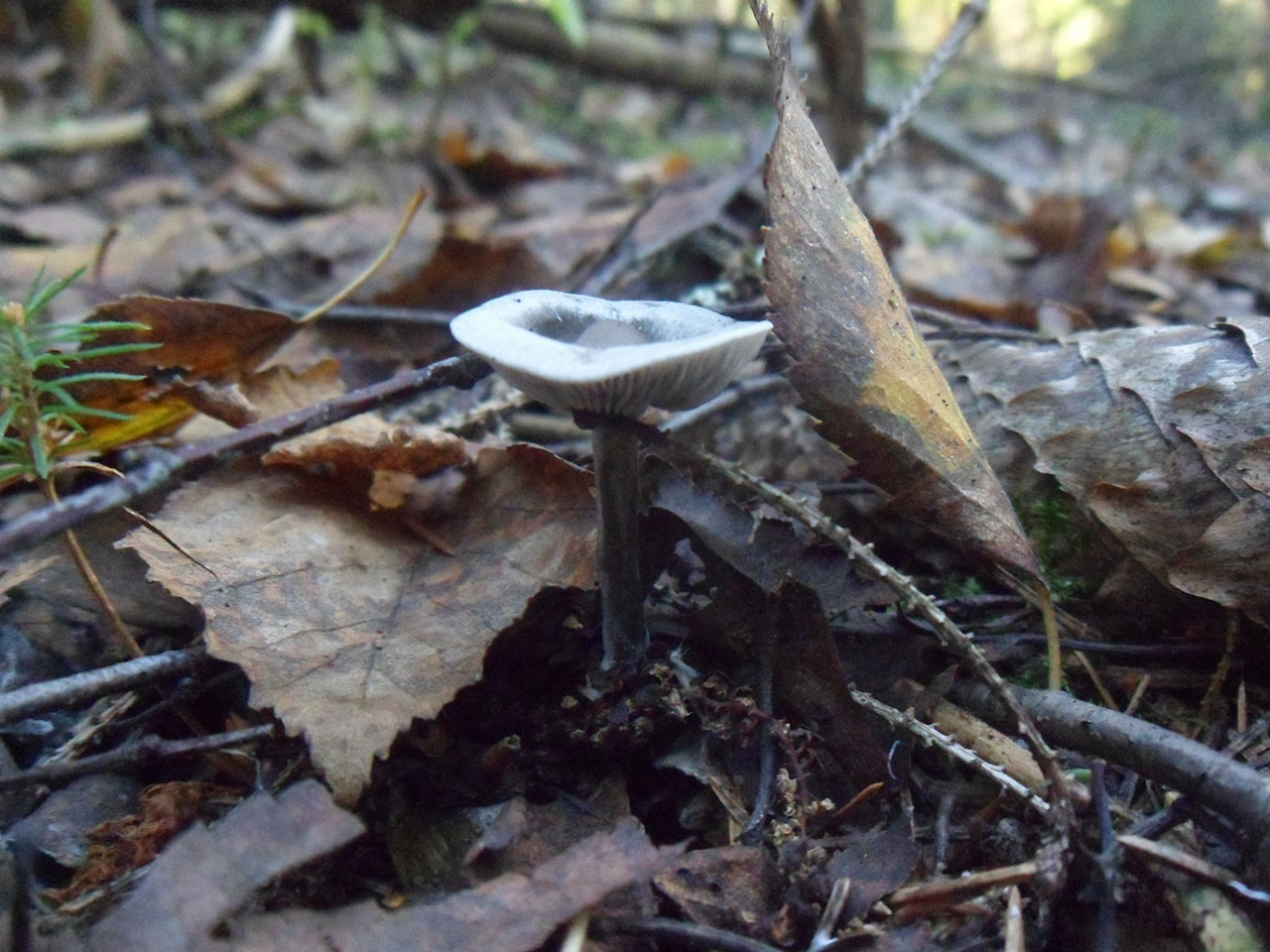 Tephrocybe rancida
