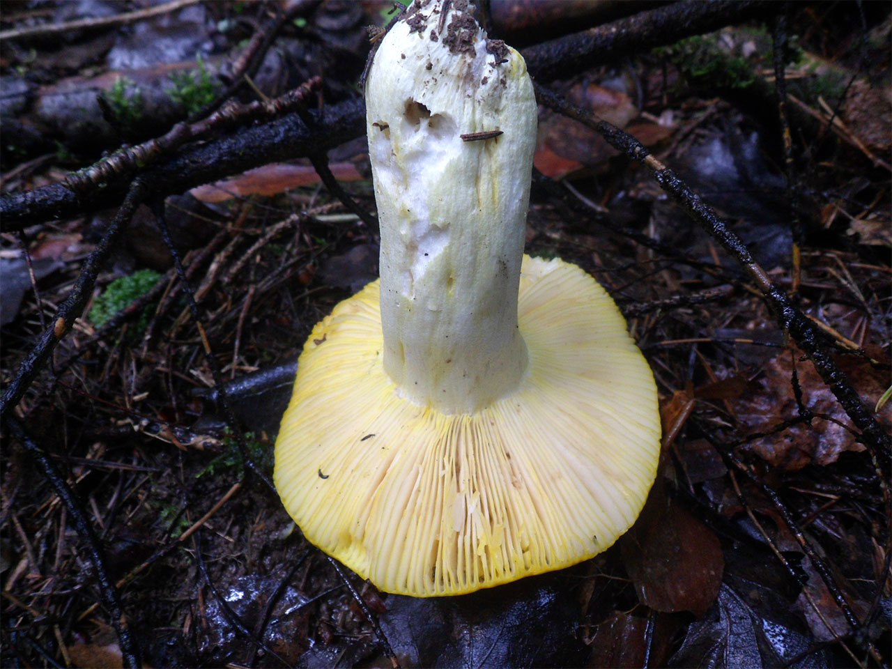 Russula aurea