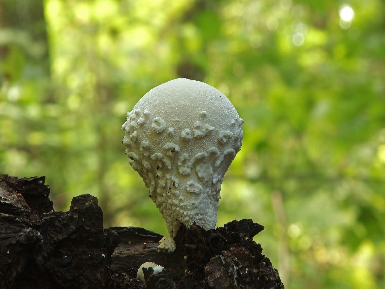 Lycoperdon mammiforme