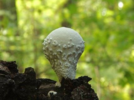 Lycoperdon mammiforme