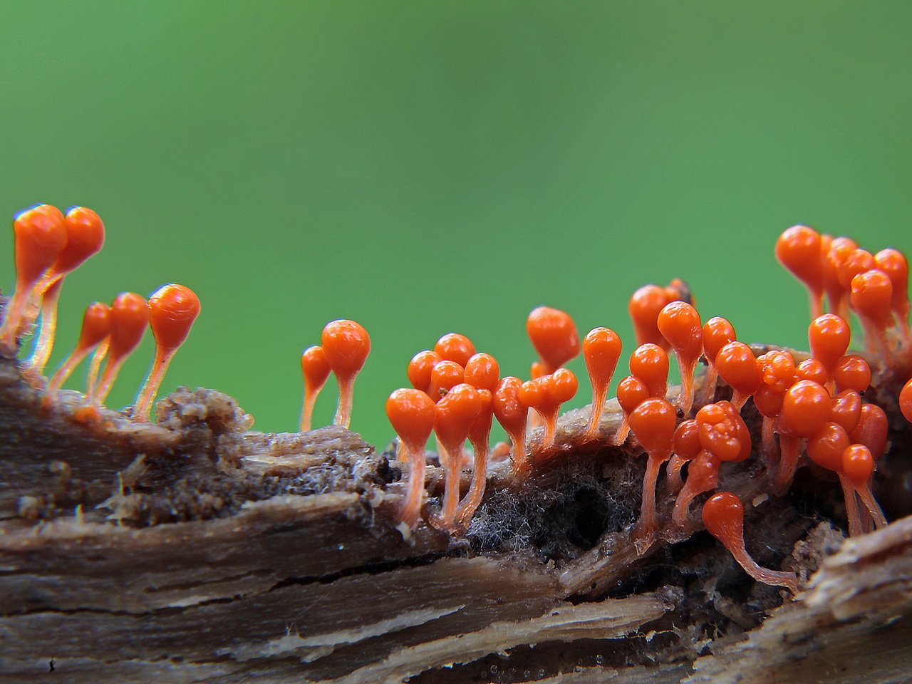 Trichia decipiens