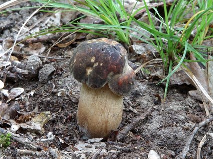 Boletus aereus