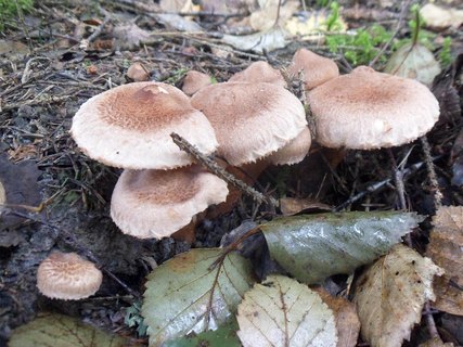Tricholoma vaccinum
