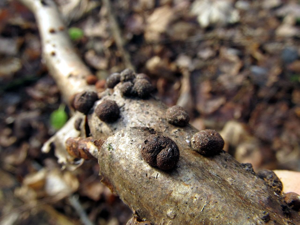 fragiforme