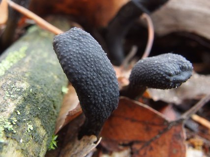 Tolypocladium ophioglossoides