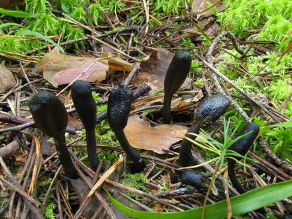 Tolypocladium ophioglossoides