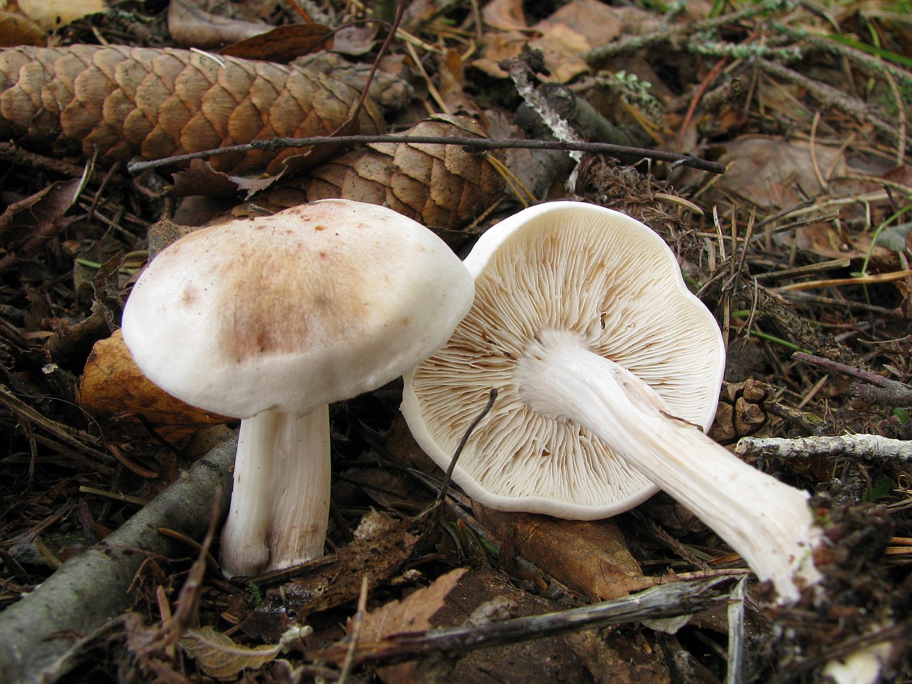 Rhodocollybia maculata