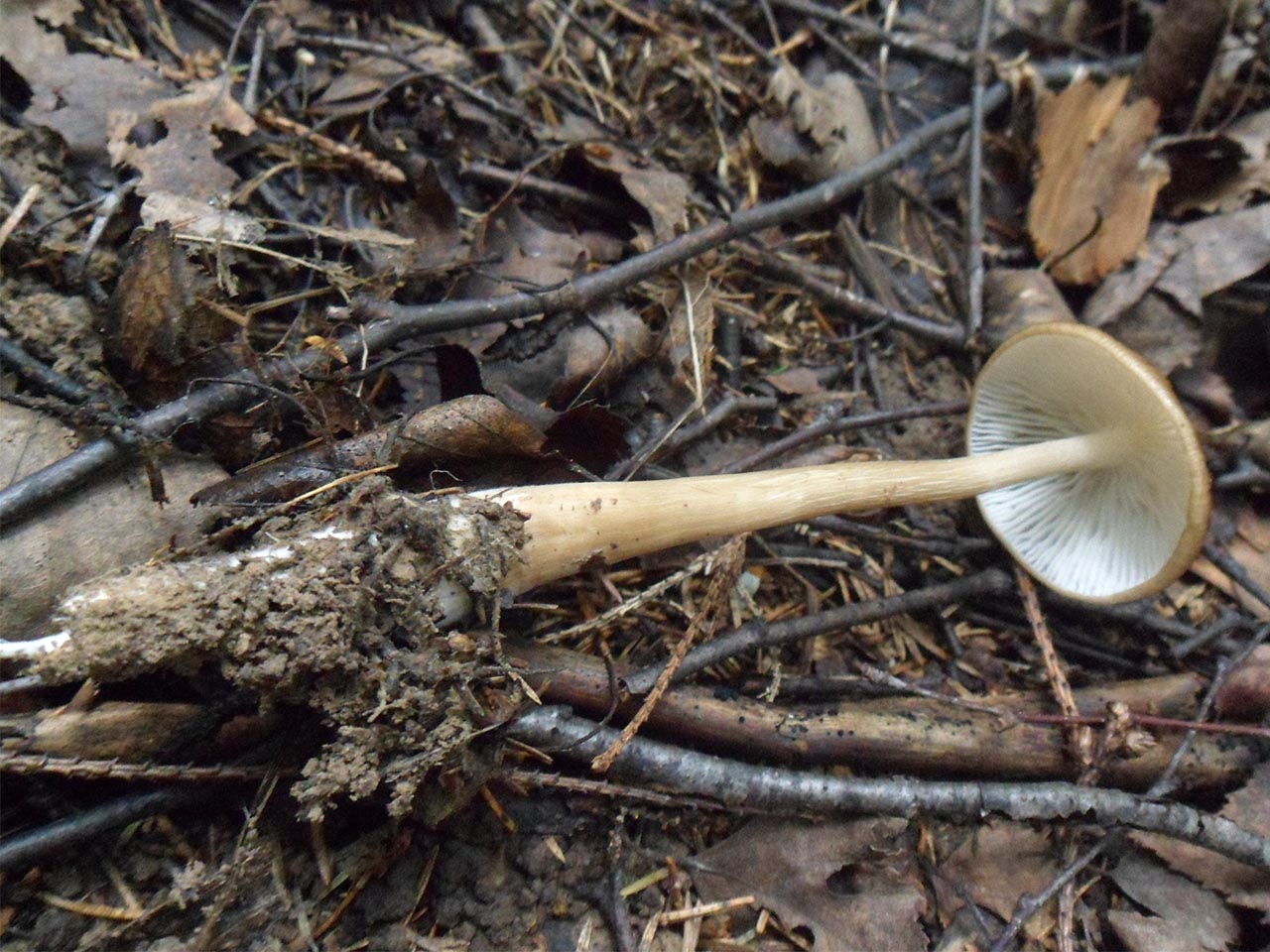 Hymenopellis radicata