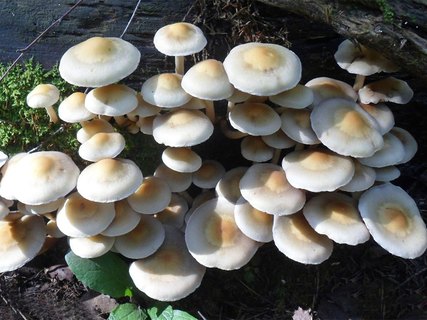 Gymnopus confluens