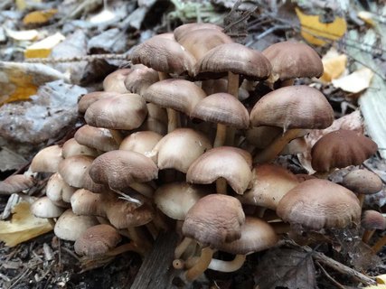 Gymnopus confluens