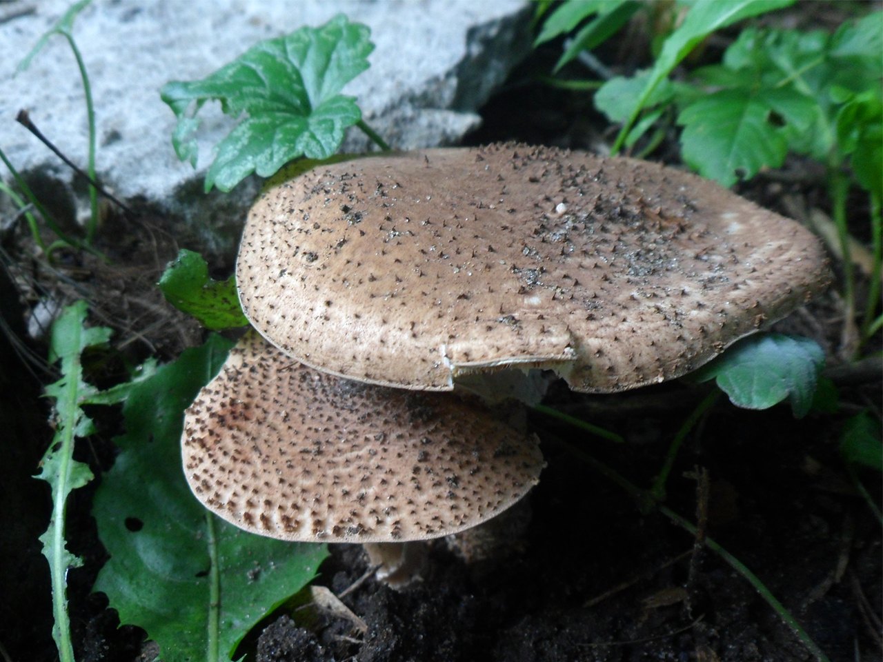 Echinoderma asperum