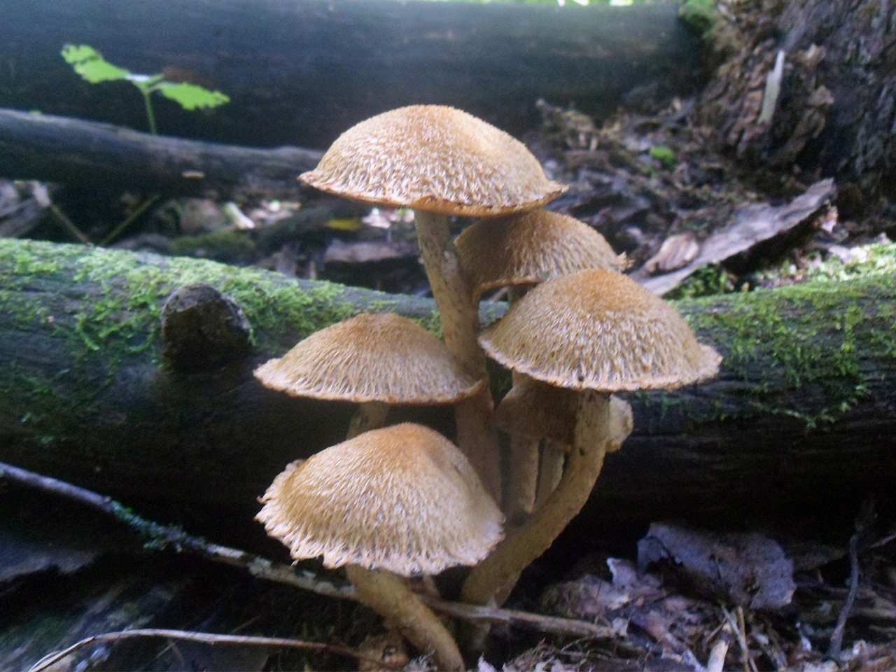 Lacrymaria pyrotricha