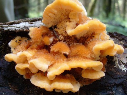 Pycnoporellus fulgens