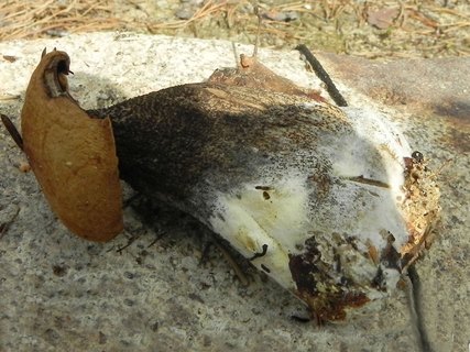 Hypomyces chrysospermus
