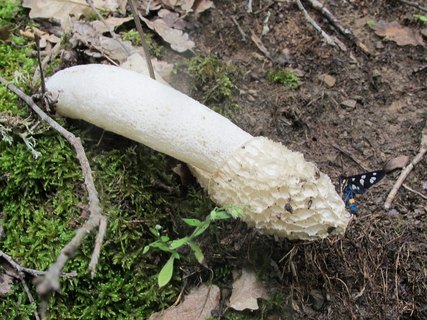 Phallus impudicus
