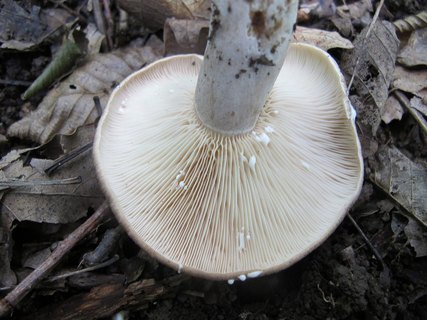 Lactarius circellatus