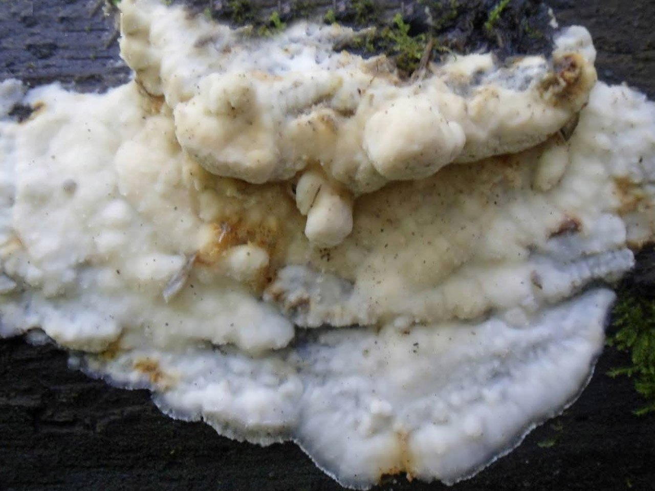 Aurantiporus