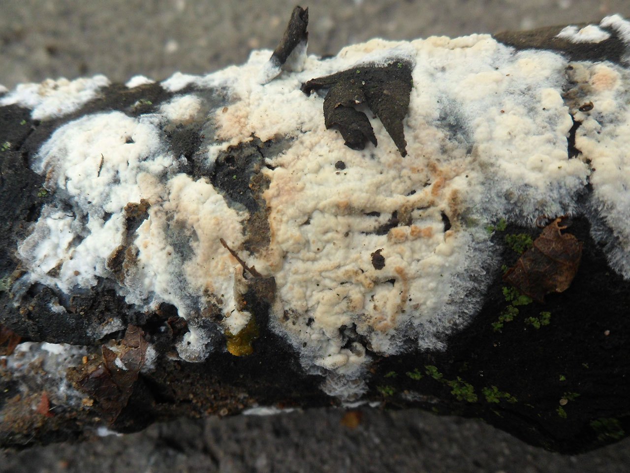 Hyphoderma