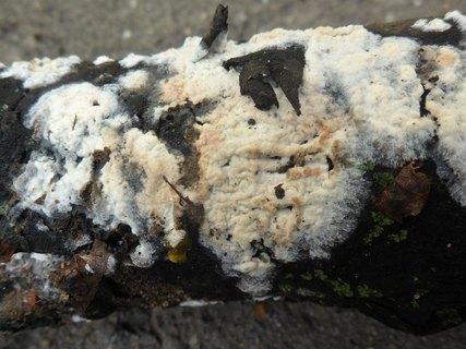 Hyphoderma setigerum