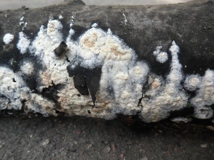Hyphoderma setigerum