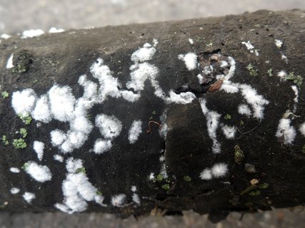 Hyphoderma setigerum