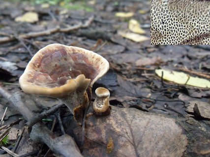 Onnia tomentosa