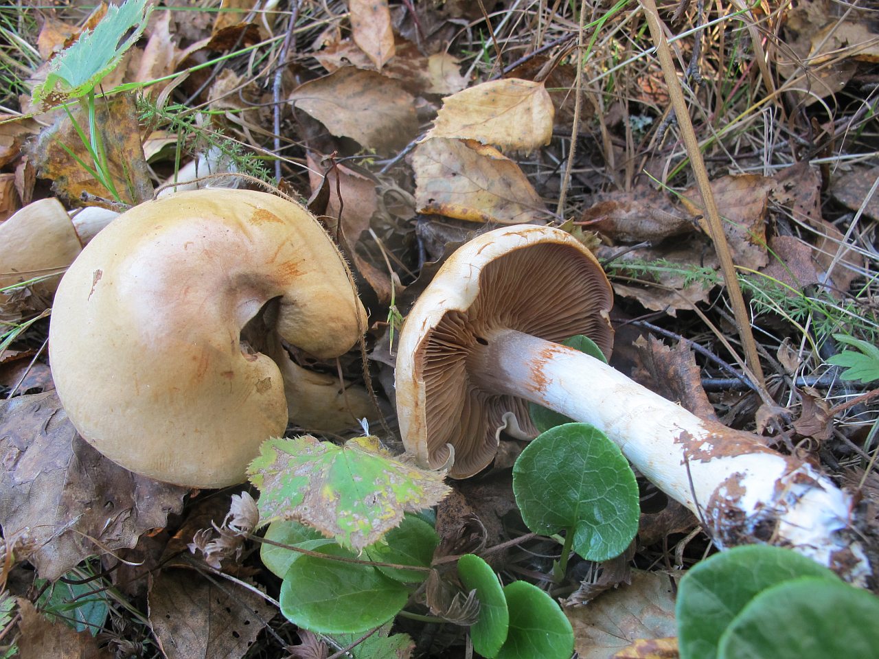 Cortinarius delibutus