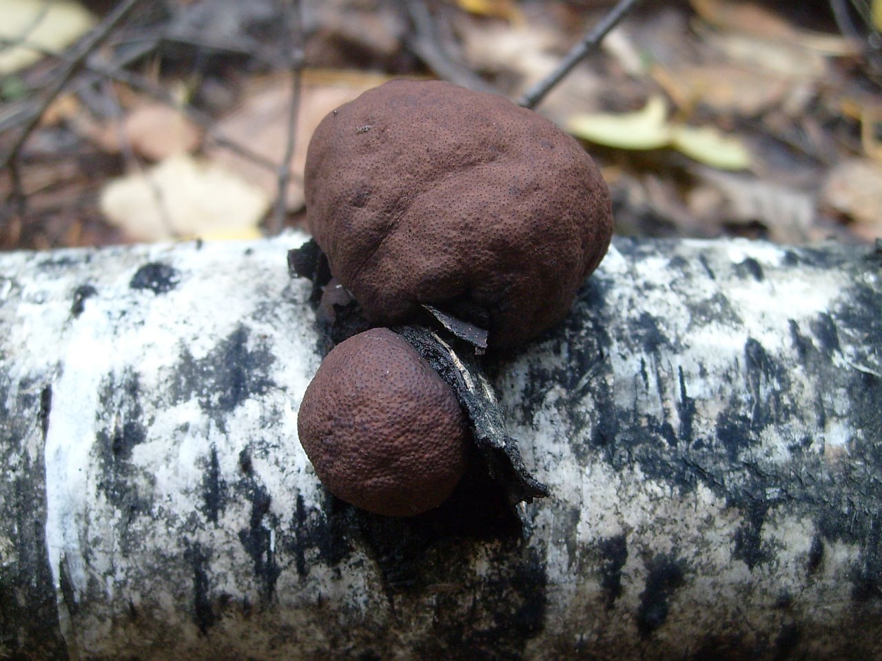 Daldinia childiae
