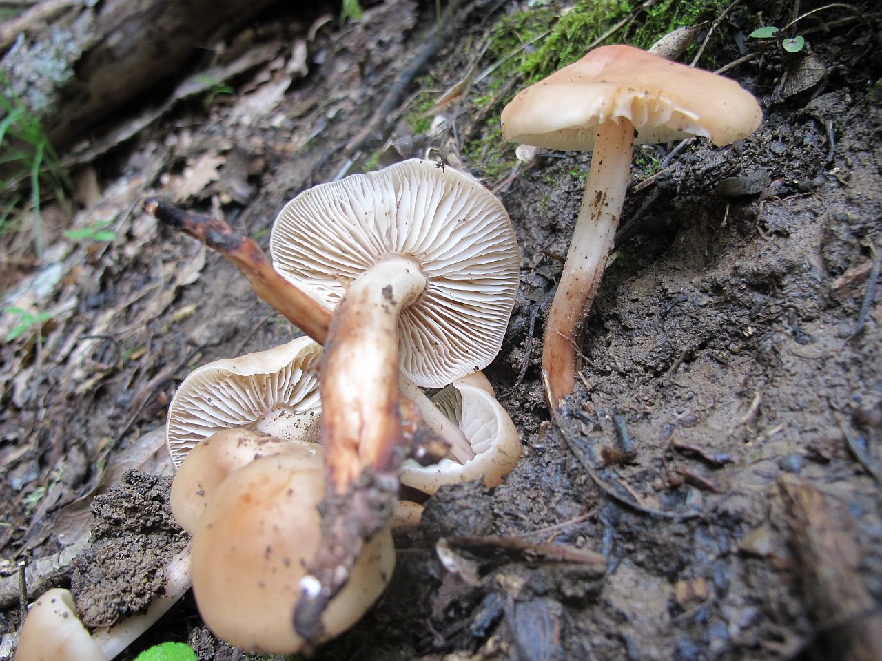 Gymnopus fusipes