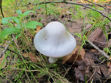 Cortinarius alboviolaceus