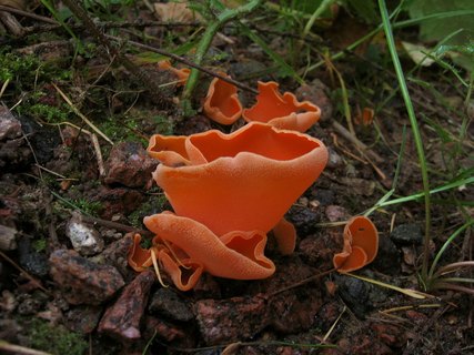 Aleuria aurantia