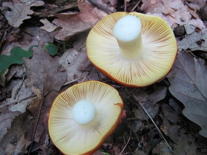 Russula aurea