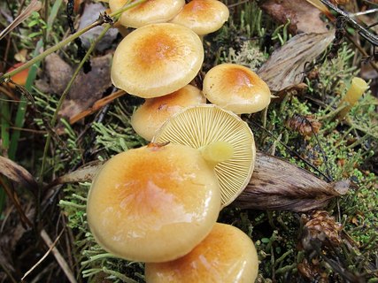 Pholiota lubrica
