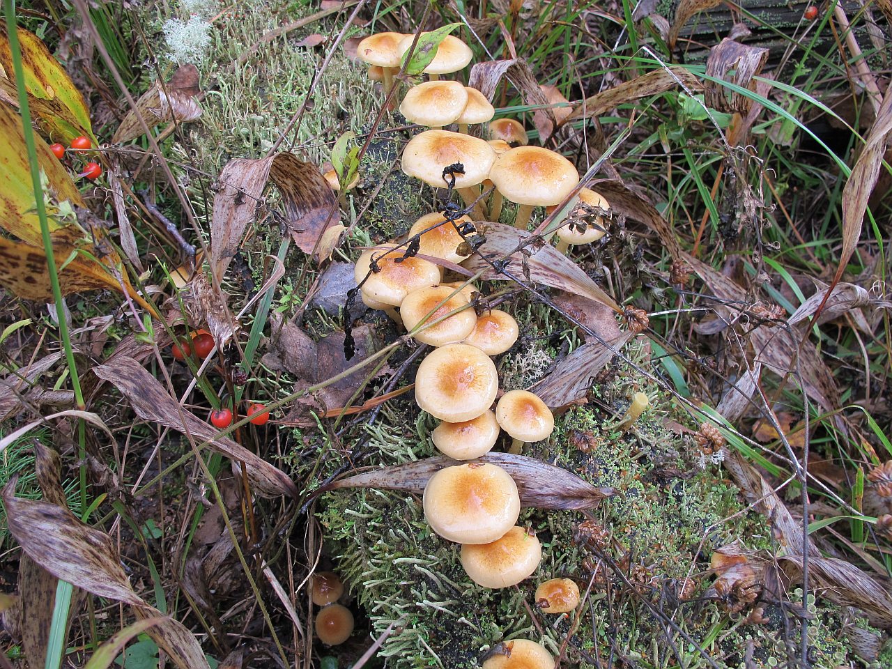 Pholiota lubrica