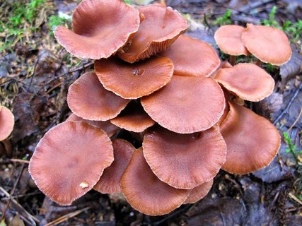Tubaria confragosa