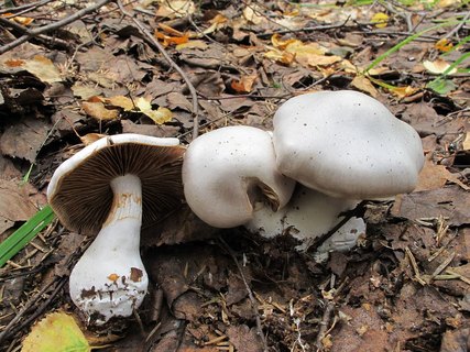 Cortinarius alboviolaceus