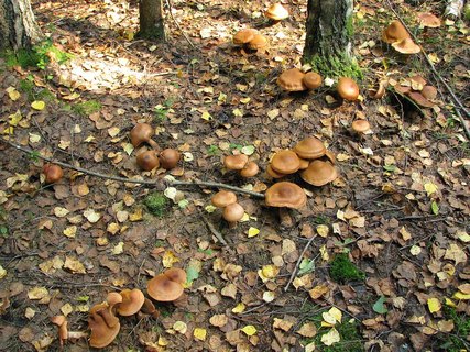 Cortinarius armillatus